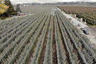 In this photo taken Tuesday, Oct. 15, 2019, rows of Cosmic Crisp apple trees, a new variety and the first-ever bred in Washington state, are seen from overhead as they grow on trellises in an orchard in Wapato, Wash. The trellis system promotes high yields of fruit and reduces the labor needed to pick the apples. The grayish coating on some of the trees is from kaolin clay, used to protest the fruit from sunburn. The Cosmic Crisp apples will be available to consumers for the first time beginning Dec. 1. (AP Photo/Elaine Thompson)