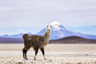 <p>The South American gem will celebrate 200 years of independence next year. With its deserts, fjords and the spectacular Andes mountains, it’s little wonder this country topped the prestigious Lonely Planet Best In Travel list for 2018. New non-stop flights also means it’s easier than ever to reach. [Photo: Getty] </p>