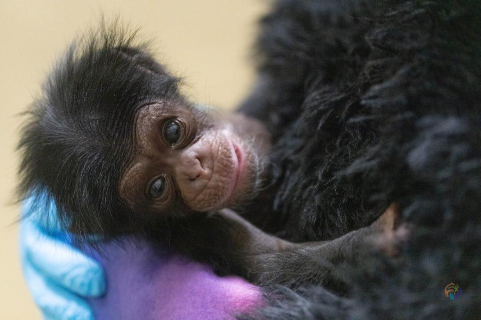 Stevie, the chimpanzee baby born to mother Binti at Zoo Knoxville