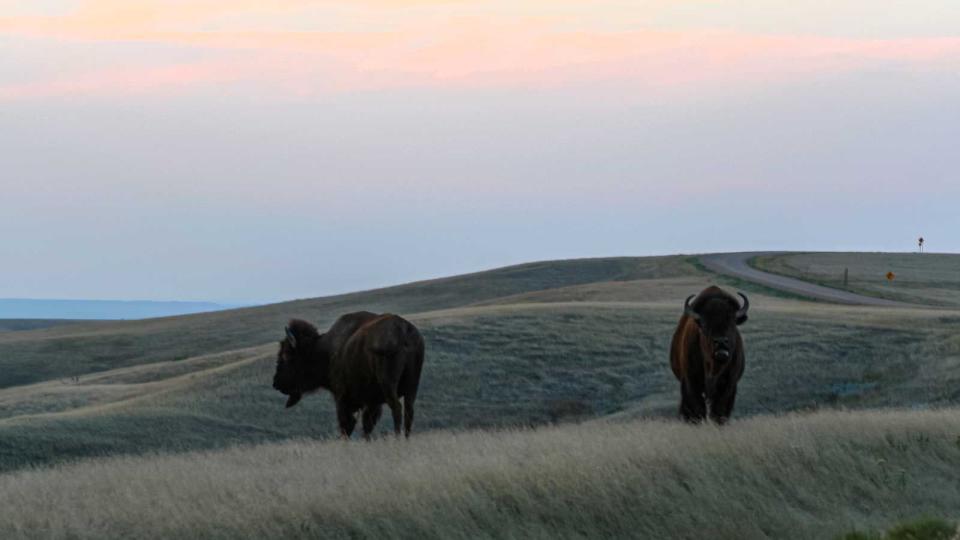 Bison graze on the prairies of Badlands National Park in South Dakota.