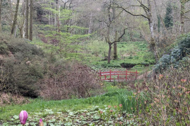 A photo of the woods with bridge in the background