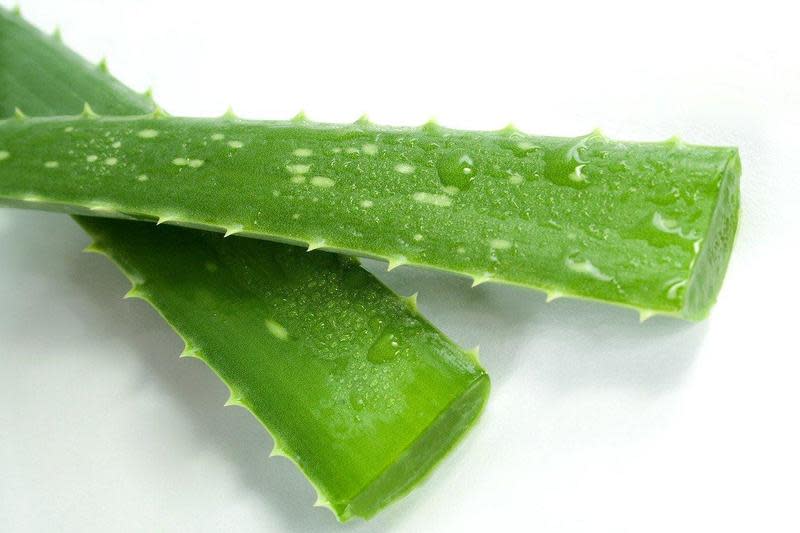 食藥署表示，使用蘆薈葉作為原料之食品，蘆薈素的含量不可以超過10ppm，還必須標示「孕婦忌食」警語字樣。（示意圖，Pixabay）