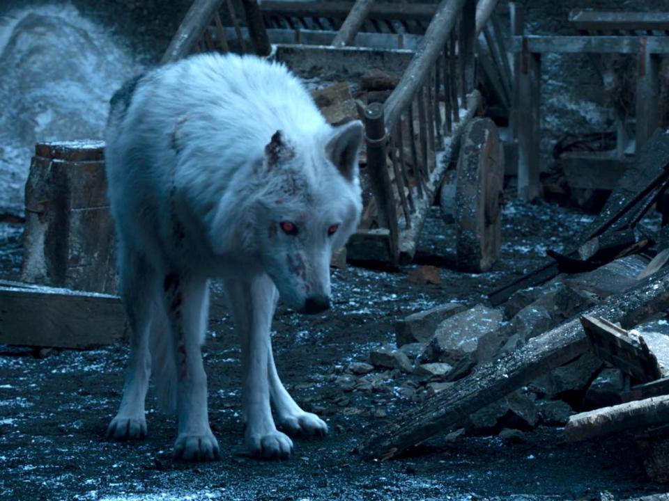 Ghost direwolf sad Game of Thrones HBO season 8 episode 4