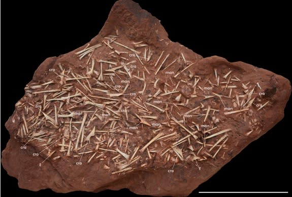 A bone bed filled with with fossils from a new species of pterosaur, <i>Caiuajara dobruskii</i>, has been unearthed in Brazil. The bone bed contained hundreds of fossils from at least 47 individuals.