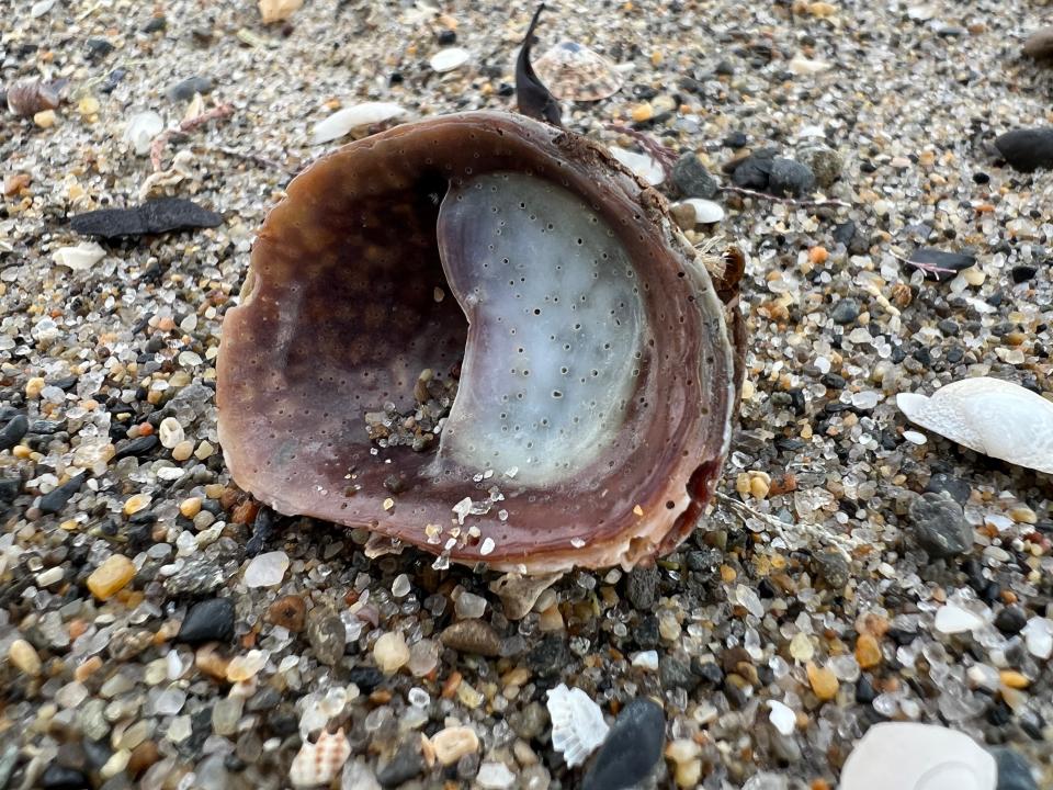 Old slipper shell with holes at Parson's Beach in Kennebunk, Maine.