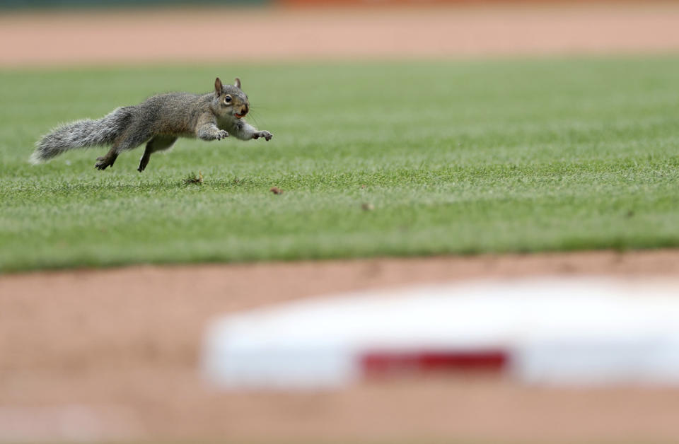 A squirrel runs across the infield in the seventh inning of a baseball game between the St. Louis Cardinals and the Detroit Tigers, Saturday, May 6, 2023, in St. Louis. (AP Photo/Tom Gannam)