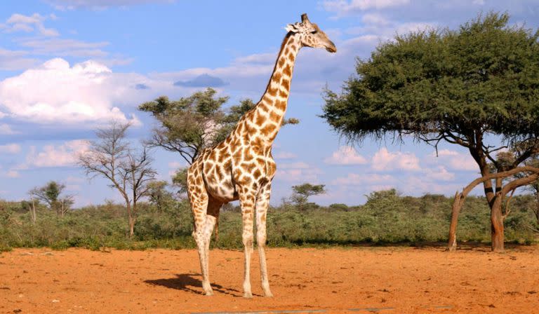 07/05/2021 Las jirafas viven en las sabanas del África subsahariana, incluida Namibia