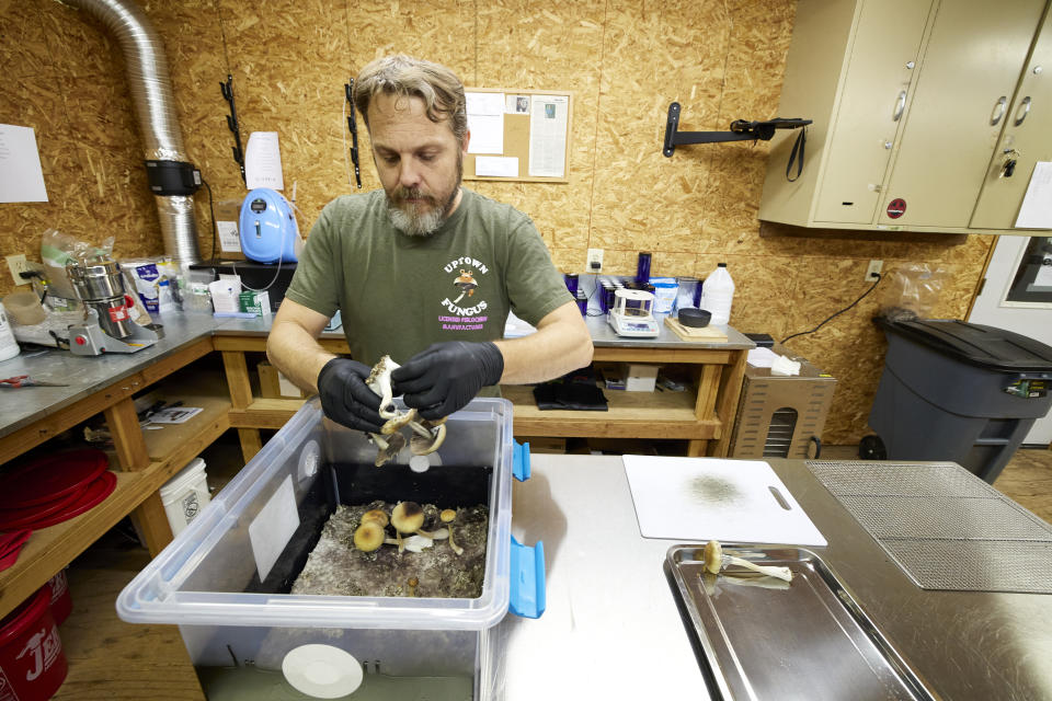 Gared Hansen removes psilocybin mushrooms from a growing container in his Uptown Fungus lab to prepare for distribution in Springfield, Ore., Monday, Aug. 14, 2023. (AP Photo/Craig Mitchelldyer)