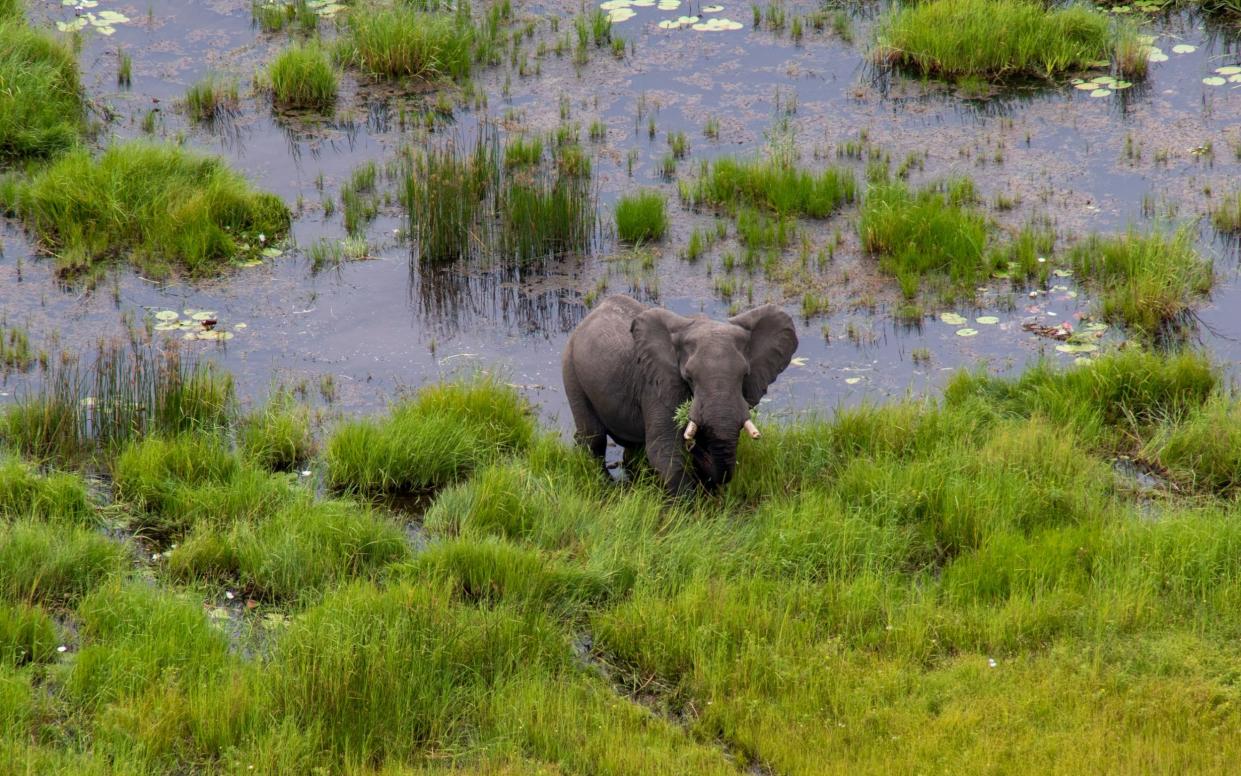 A lone bull elephant seen from the scenic helicopter flight over the Okavango Delta - Will Whitford