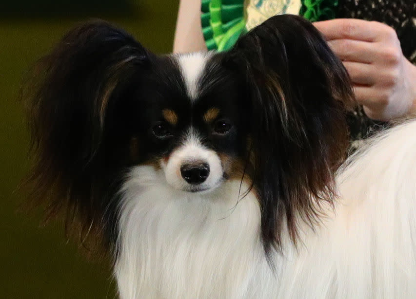 Dylan was named Best in Show (Picture: PA)