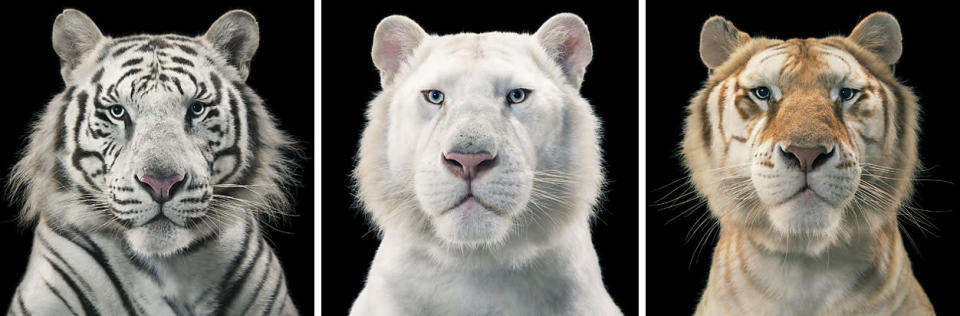 These cats don’t look like your everyday tigers, do they? As narrator Blackwell explains, they are cross-bred hybrids of lions, tigers, and leopards. The cats live at the T.I.G.E.R.S theme park in the United States. <a href="http://www.timflach.com/" rel="nofollow noopener" target="_blank" data-ylk="slk:(Photo by Tim Flach);elm:context_link;itc:0;sec:content-canvas" class="link ">(Photo by Tim Flach)</a>