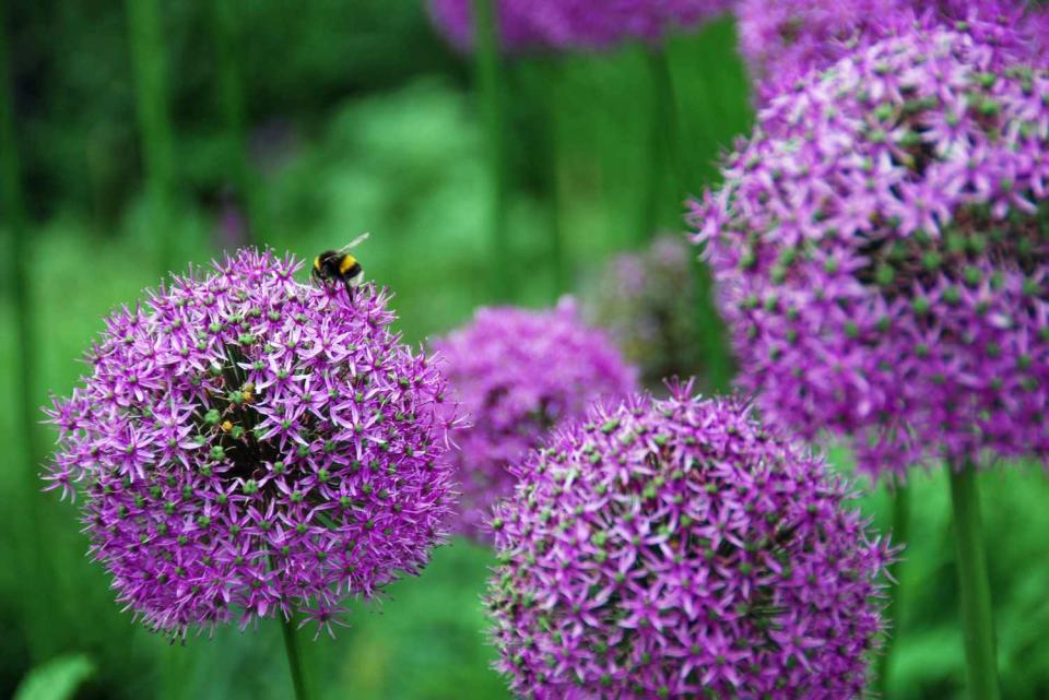 Purple Sensation (Allium Hollandicum)