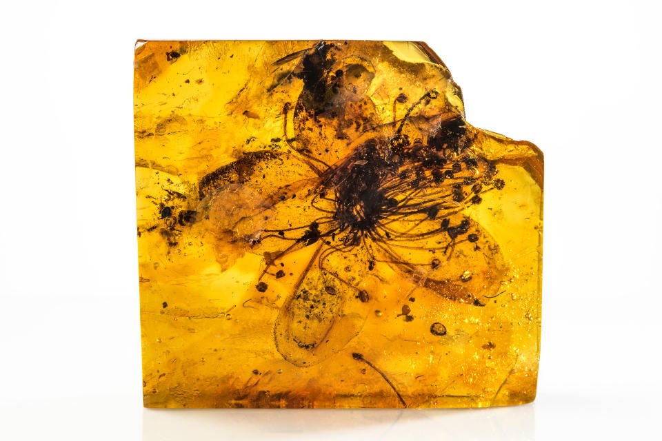 Fossil flower from the Baltic amber