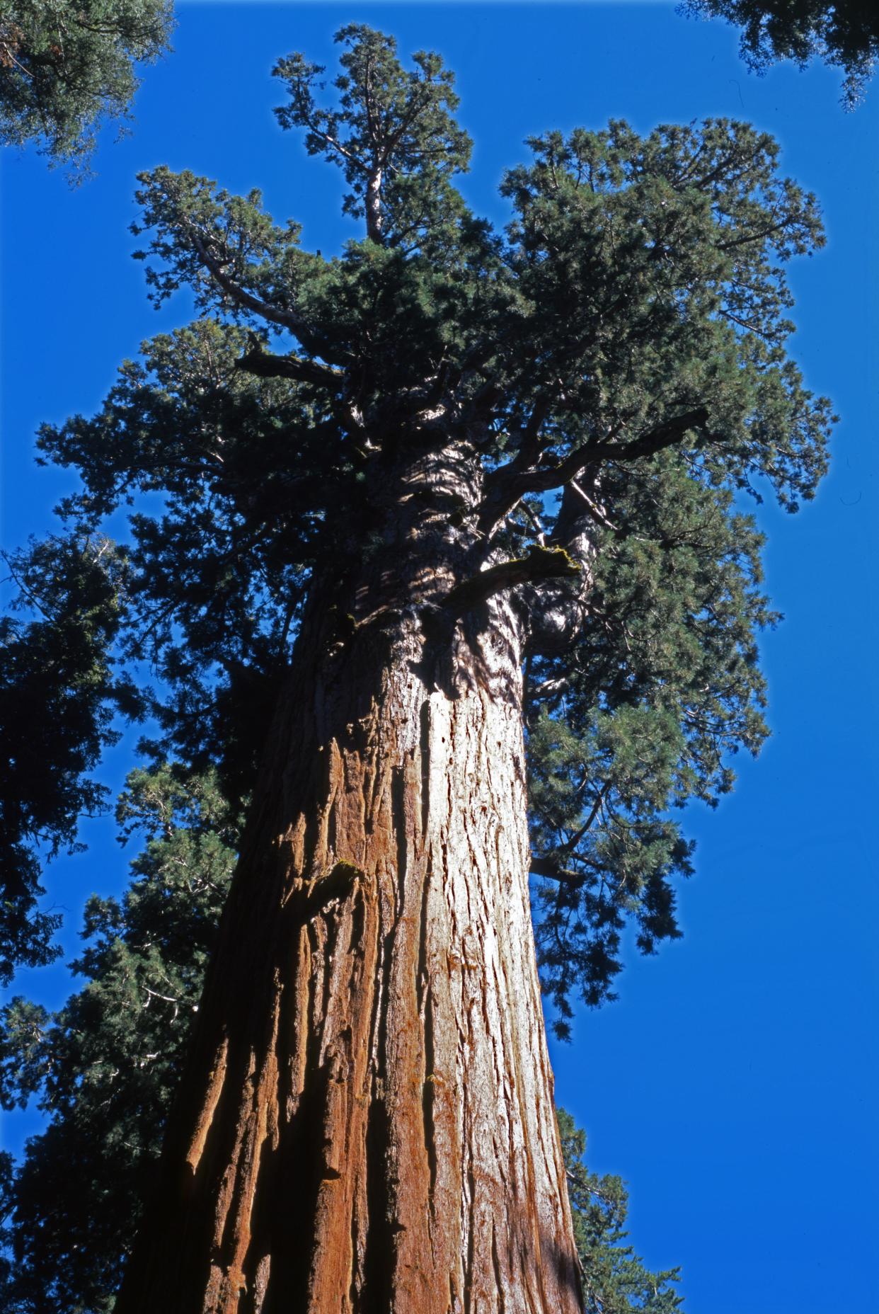 General Sherman, Sequoia National Park, California, USA. (Photo by: Dukas/Universal Images Group via Getty Images)