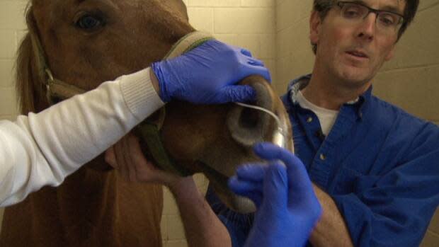 Dr. Stoughton said a sample is collected from a horse exhibiting symptoms by sticking a tube up its nose and washing out the area with a saline solution, collecting it in a cup and culturing it. 