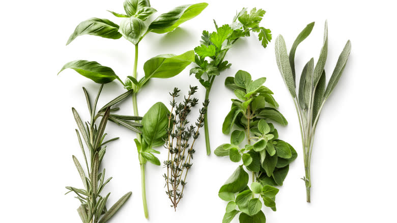 fresh herbs on white background