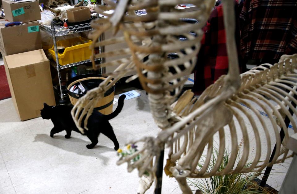 Sir Indiana Bones walks in the storage area of the Museum of Osteology in Oklahoma City, Thursday, Jan. 13, 2022. 