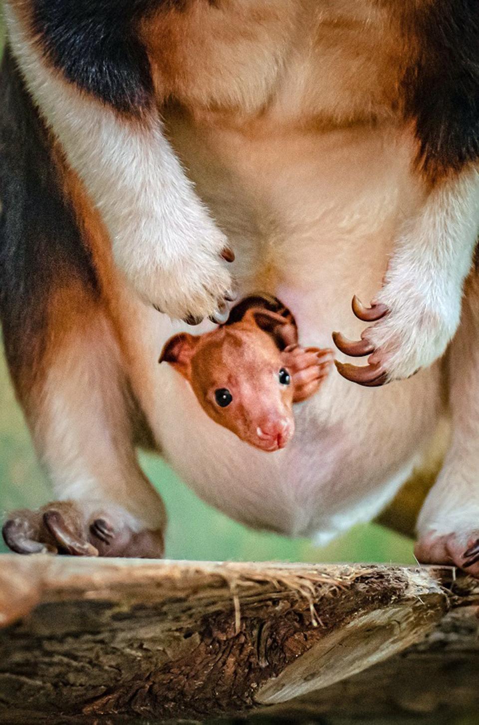 Photo issued by Chester Zoo of Kitawa the kangaroo with the first Goodfellow's tree kangaroo in her pouch (PA)