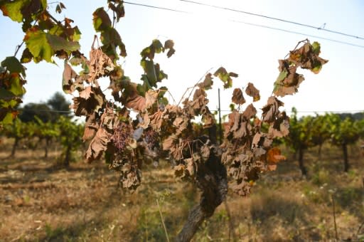 On June 28, the hottest day of the heatwave that engulfed parts of France, Spain, Italy and Germany, vines in the Herault and neighbouring Gard regions -- home to the Pic Saint Loup and Coteaux de Languedoc appellations -- were badly burnt