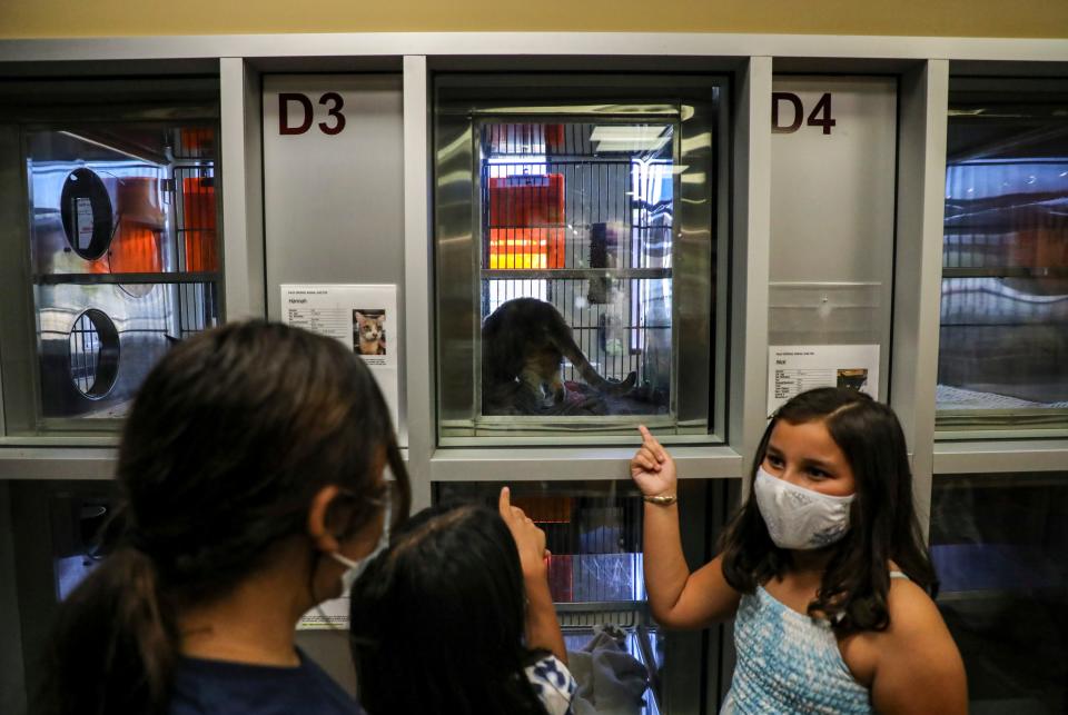 Students look at some of the cats up for adoption at the Palm Springs Animal Shelter, Saturday, Nov. 13, 2021, in Palm Springs, Calif. 