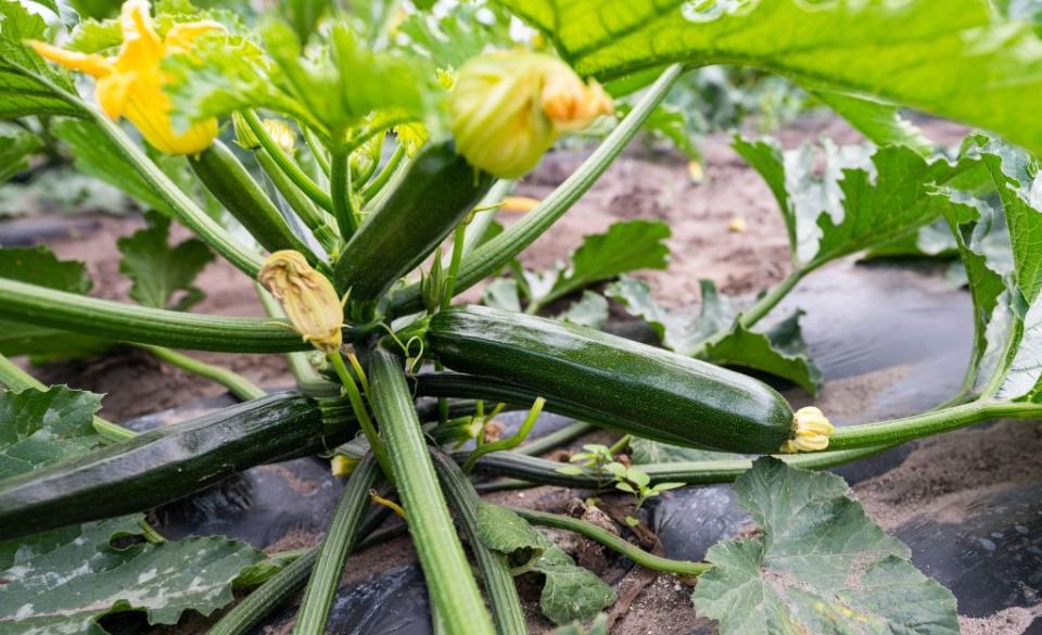 fennel and zucchini harvest threatened by drought