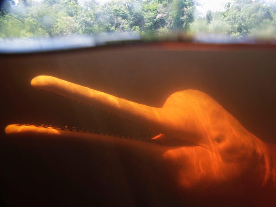 pink river dolphin