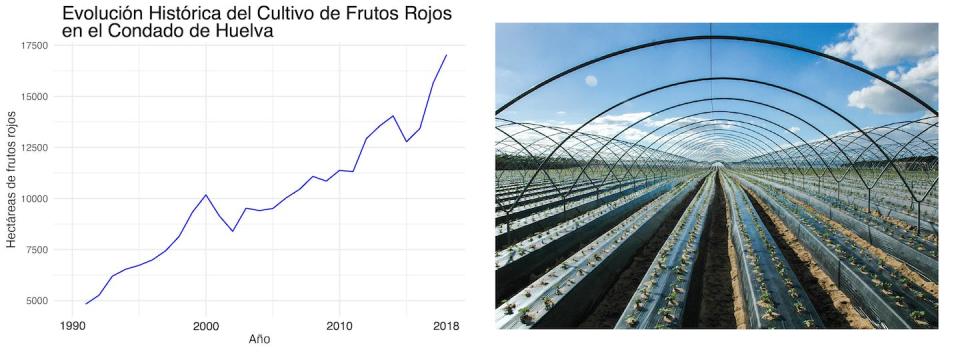 Evolución histórica de la superficie cultivada de frutos rojos bajo plástico en el Condado de Huelva hasta 2018. Imagen elaborada a partir del Anuario de Estadísticas Agrarias y Pesqueras de la Junta de Andalucía. EBD-CSIC, Author provided