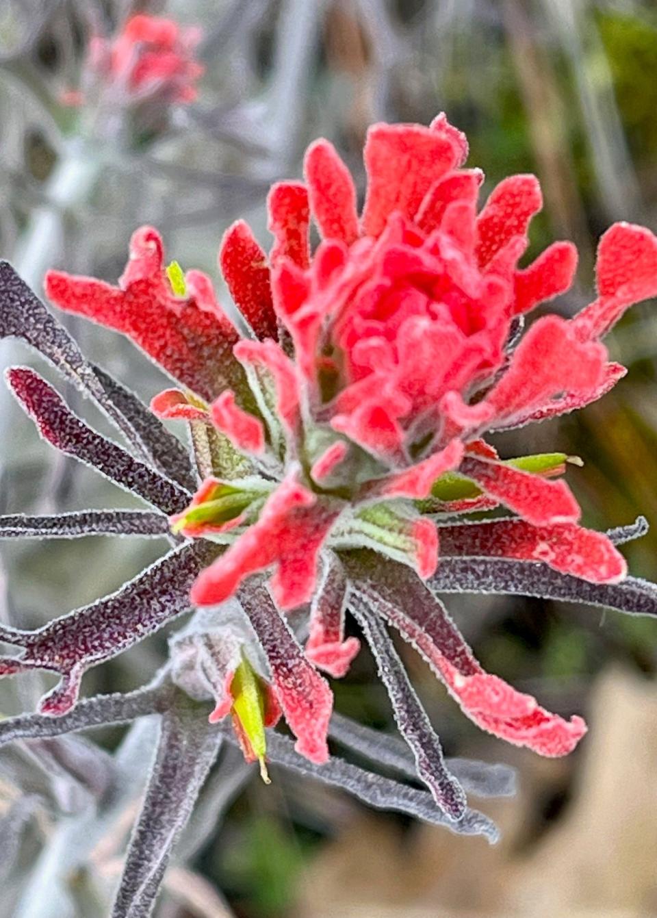 Indian paintbrush