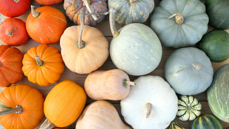 best fall pictures of colorful pumpkins and squashes