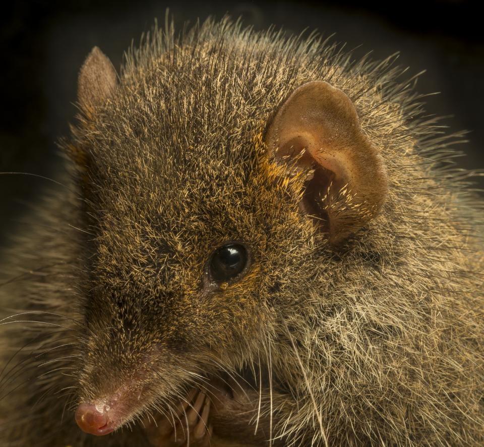 Antechinuses breed each year in a two-week frenzy, at the end of which all the males drop dead. They are found nowhere else in the world. | Gary Cranitch—Queensland Museum