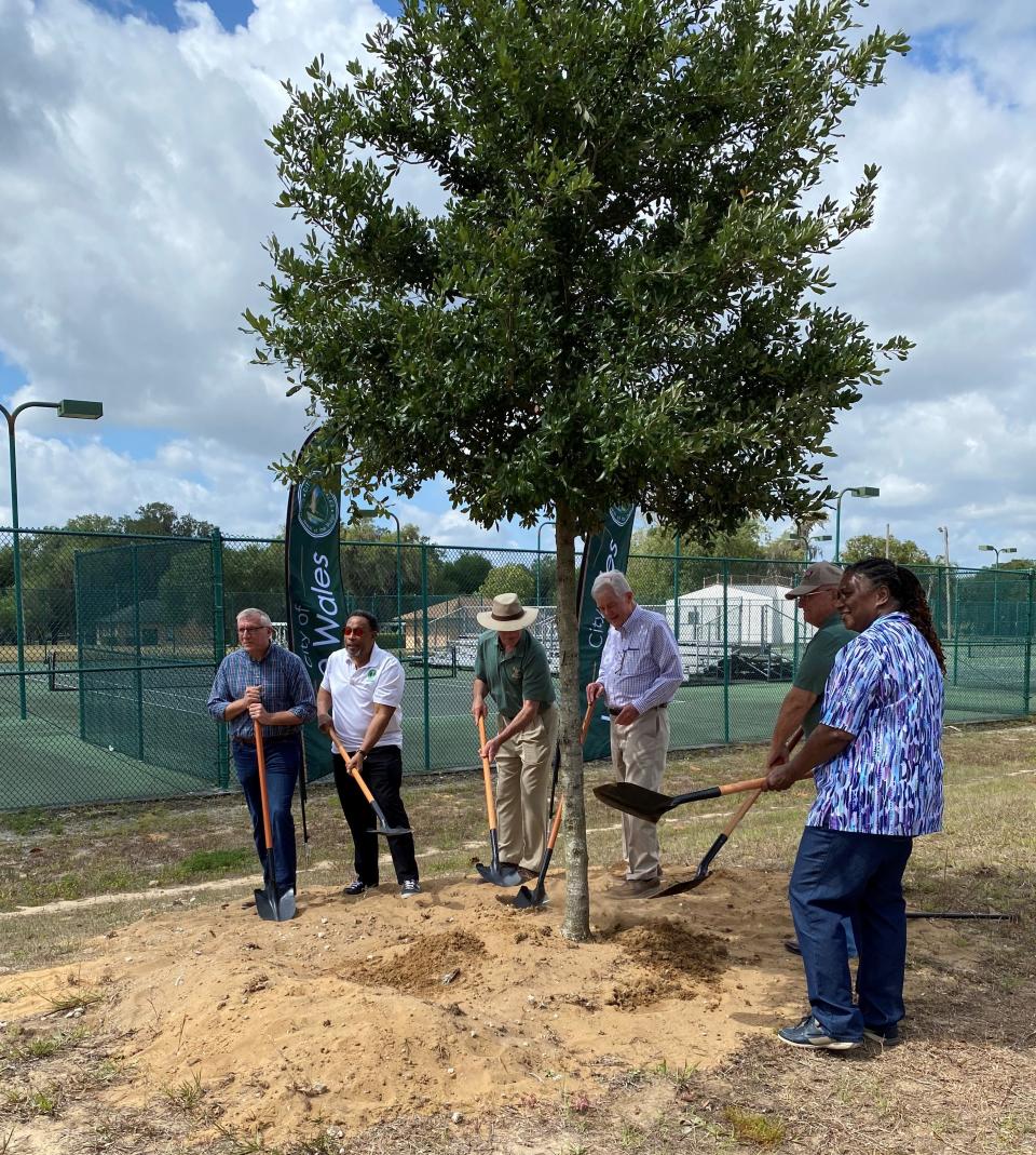 Lake Wales officials help plant an oak tree in an Arbor Day event this year. The Lake Wales Connected plan calls for the installation of trees throughout the city.