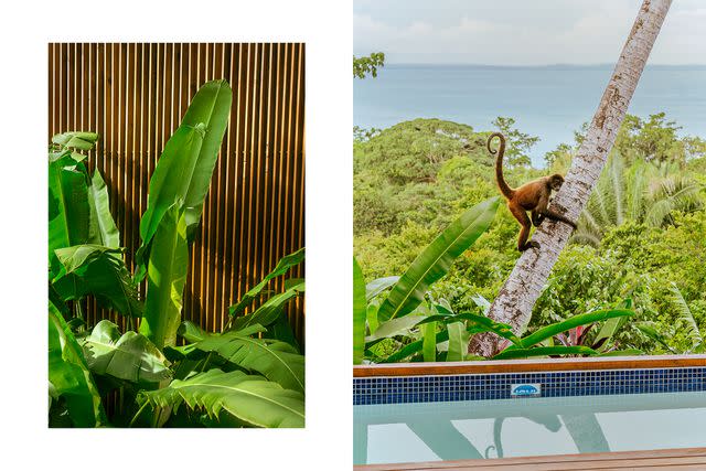 <p>Jake Naughton</p> From left: Banana plants at Lapa Rios Lodge; a monkey outside a villa at Lapa Rios.