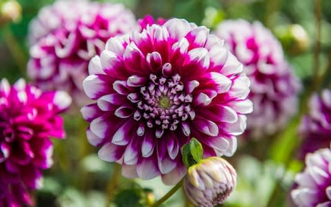 Dahlias