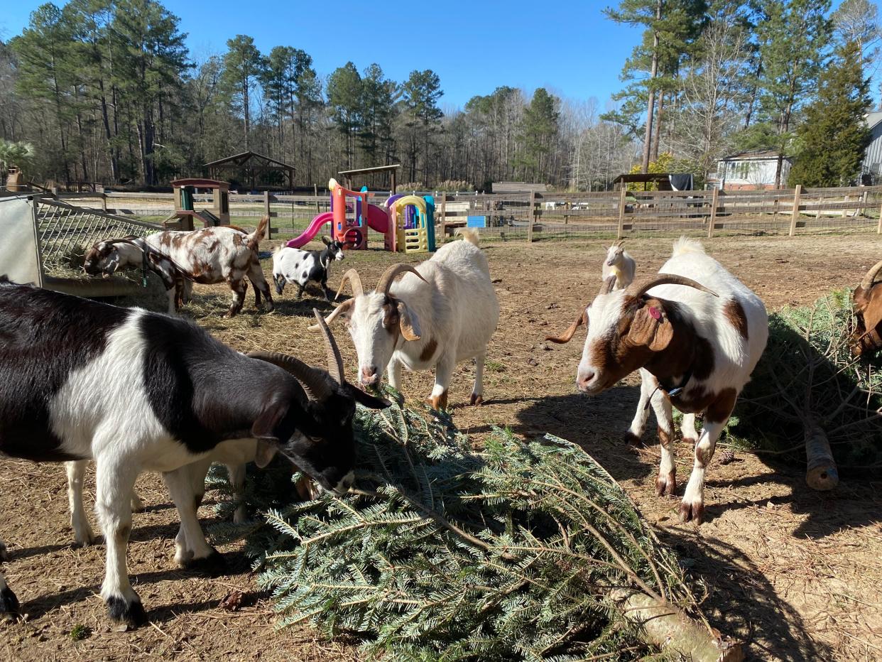 Goats at Barnyard Buddies eat a Christmas tree. The farm will be holding a drop-off of Christmas trees on Sunday.