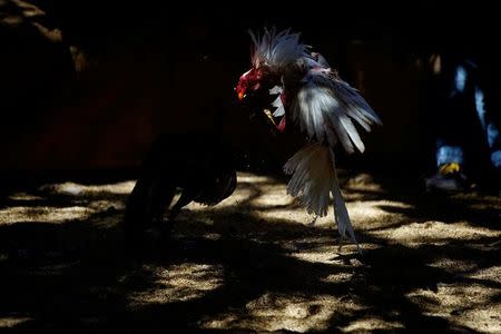 Rosters fight during a cockfight at an area on the outskirts of Ciro Redondo, central region of Ciego de Avila province, Cuba, February 12, 2017. REUTERS/Alexandre Meneghini