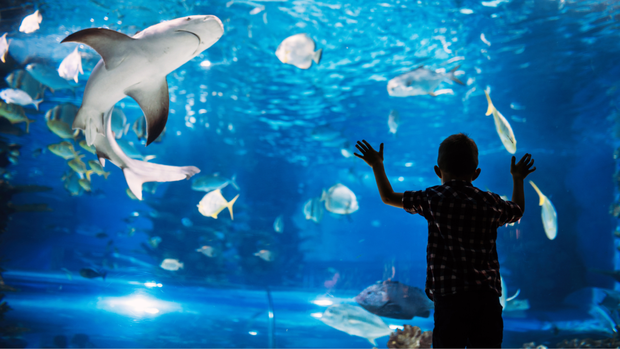  Image of child looking at a shark and other fish in an aquarium 