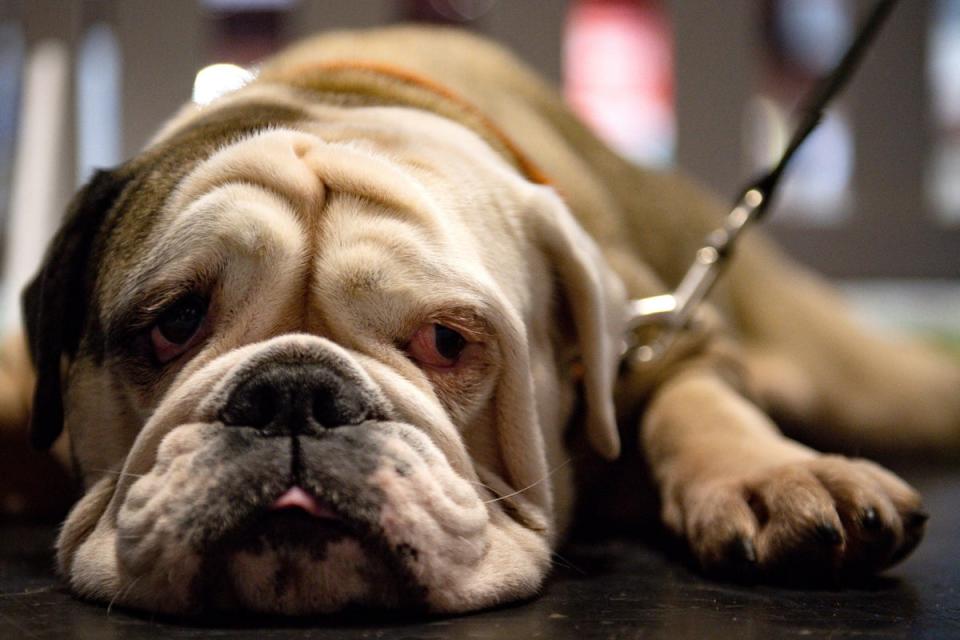 Molly, an English Bulldog, at the Birmingham National Exhibition Centre (NEC) during the second day of the Crufts Dog Show (PA)