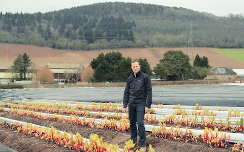 Chinn among his forced rhubarb crop.   - Credit: Francesca Jones