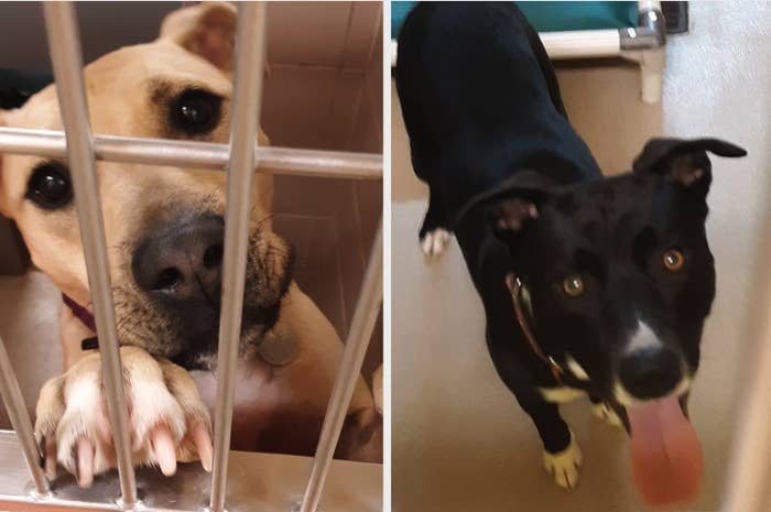 Calvin and Drago, two of the dogs who survived the crash and are up for adoption