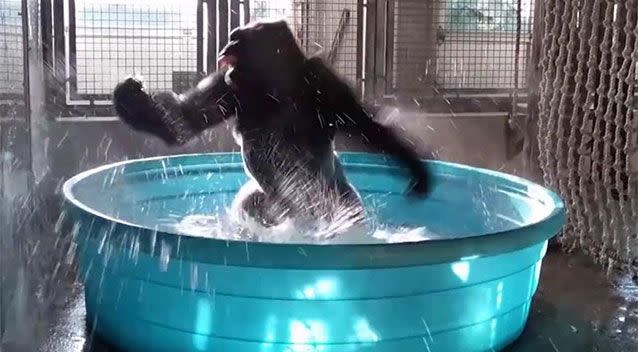Footage of Zola's energetic twirls have gone viral, with viewers taking great delight in the funky monkey's moment of joy. Picture: Dallas Zoo/YouTube
