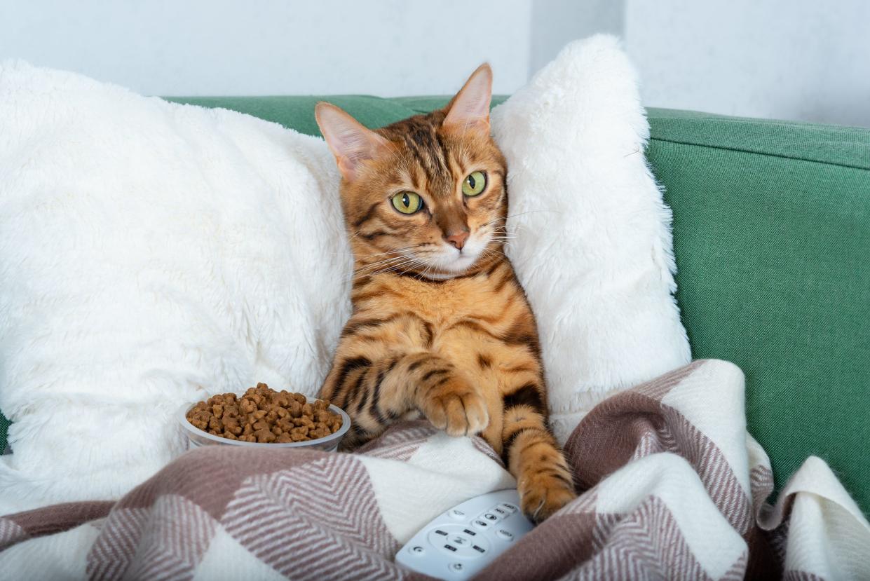 Portrait of adorable bengal cat lying on sofa with TV remote control, covered with warm blanket