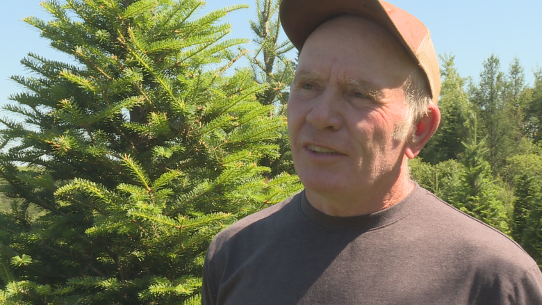 N.B. Christmas tree farmers say it's 'impossible' to find workers