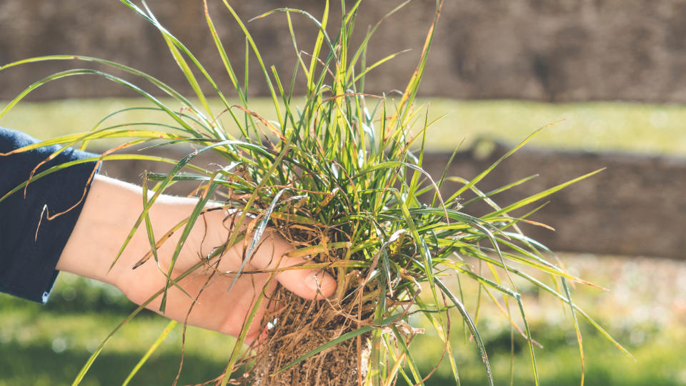 Crabgrass which has been removed being held in a hand