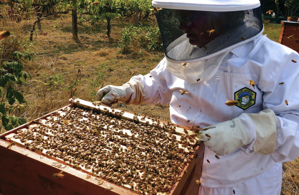 This photo taken Aug. 2, 2015 in Langley, Wash., shows a beekeeper checking her honeybee hive boxes for production and ensuring that the queen is still healthy and laying eggs for the next generation of workers. The best defense against bee poisoning is to avoid spraying plants that are in bloom. If you must use pesticides, use those with a short half-life and low toxicity to bees and other beneficial insects. (Dean Fosdick via AP)