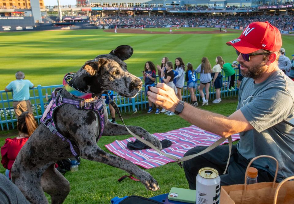 Aron Webb of Sturbridge gives Koda, his Great Dane, a treat during a WooSox game on Woof Woof Wednesday.