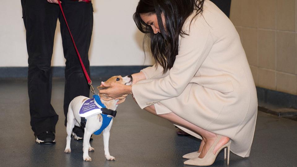 Meghan used to be a patron of animal welfare charity, Mayhew