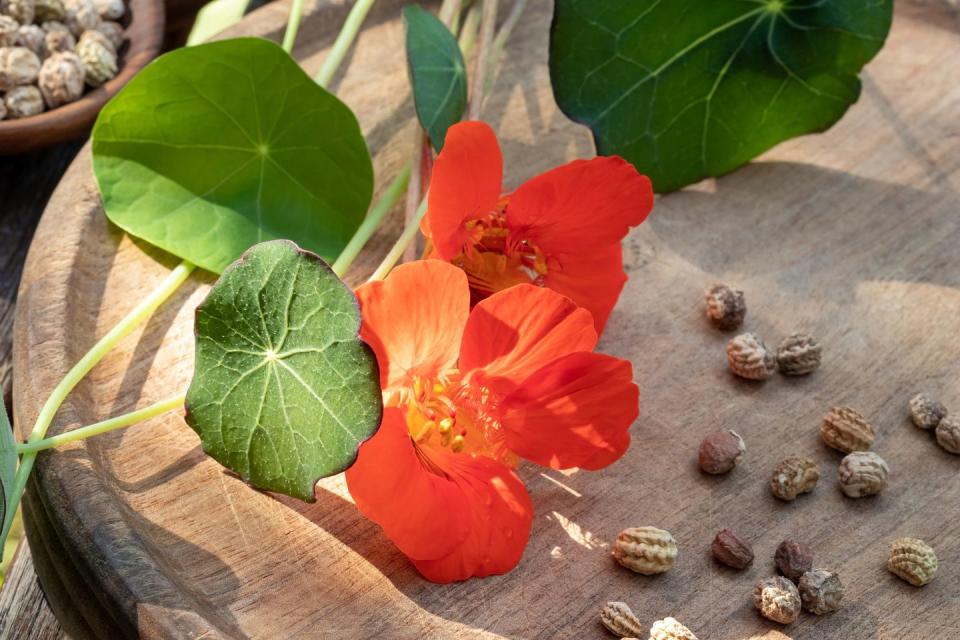 nasturtium growing guide