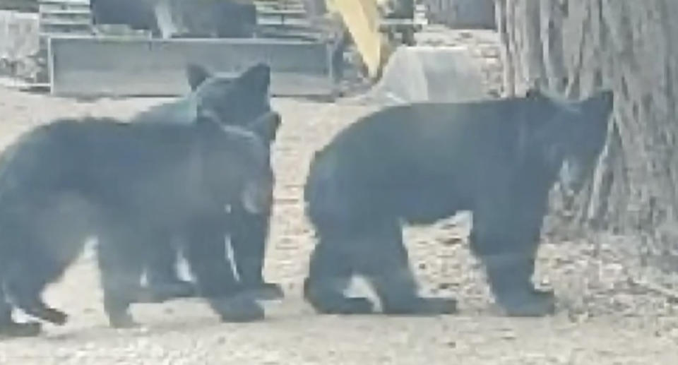 A pack of bears are pictured.