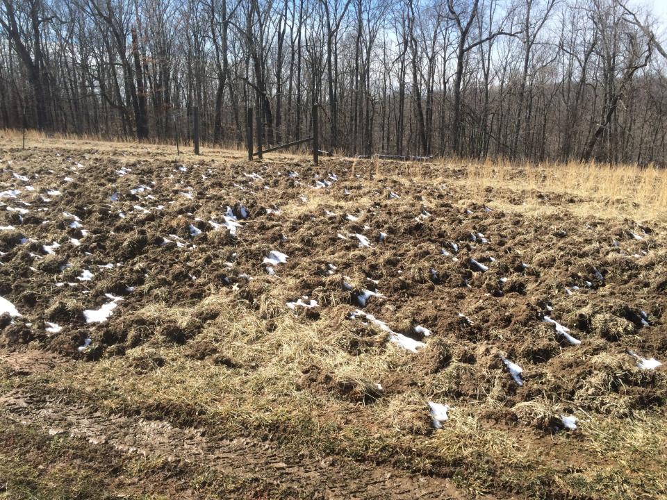 Feral hogs from nearby Mark Twain National Forest may have rooted up this section of pasture.