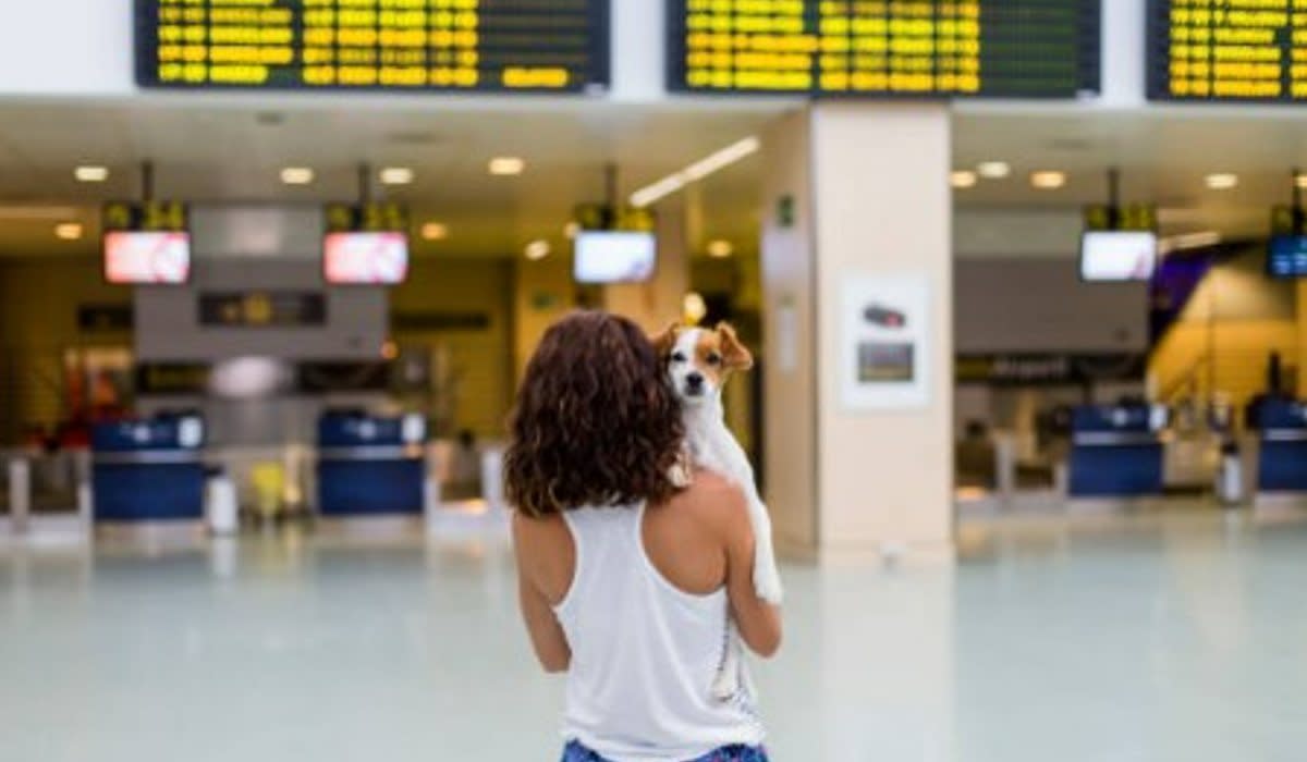 Viaje con mascota en avión. Imagen de Eva Blanco en iStock.